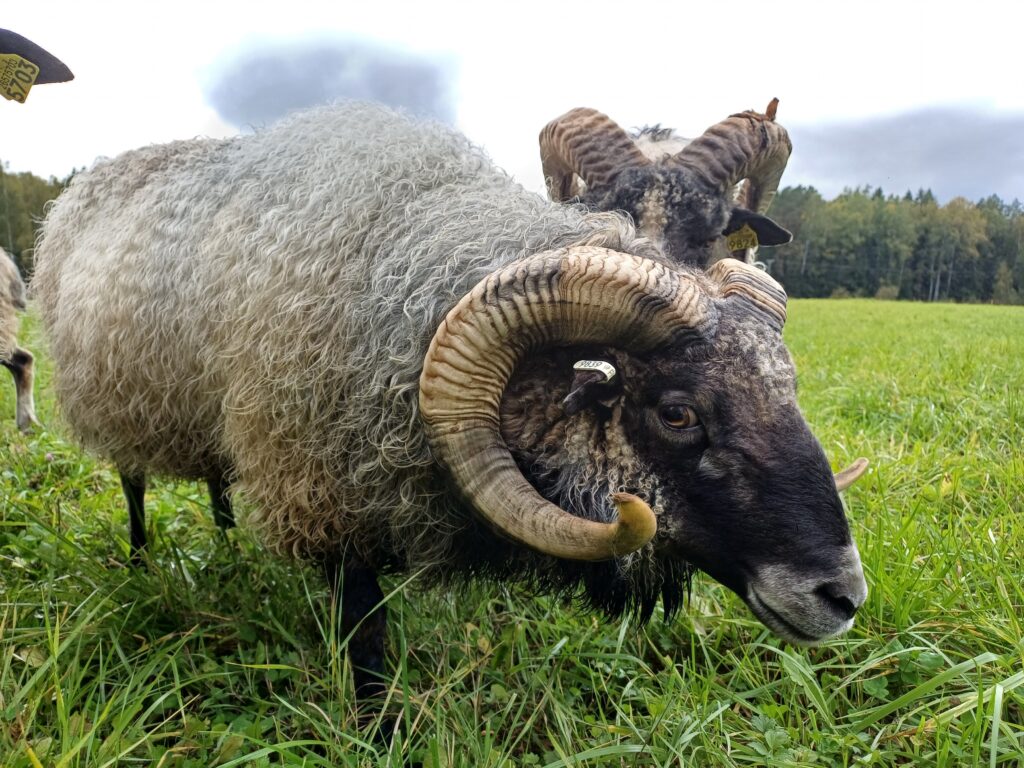 ahvenanmaanlammas-pässi