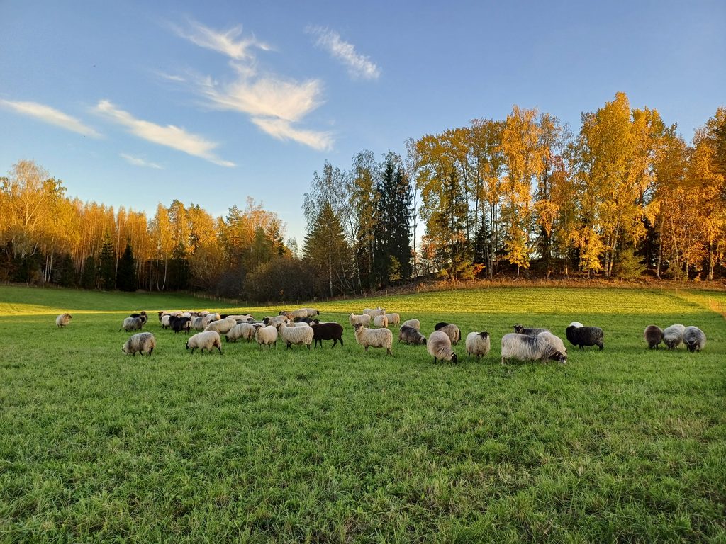 ahvenanmaanlampaat syyslaitumella