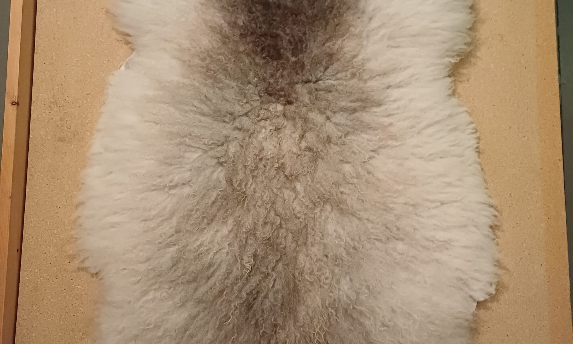lampaantalja